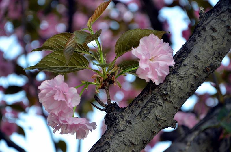沙之澜歌樱花动漫缩略图