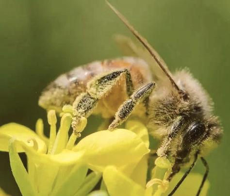 蜜蜂赚钱