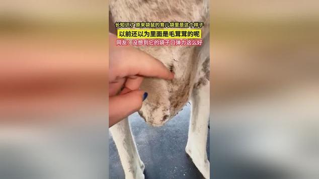 袋鼠的育儿袋有多脏游戏截图