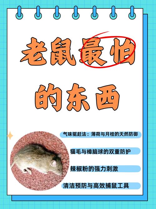 月鼠小说缩略图