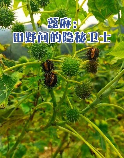 隐藏文件的病毒缩略图