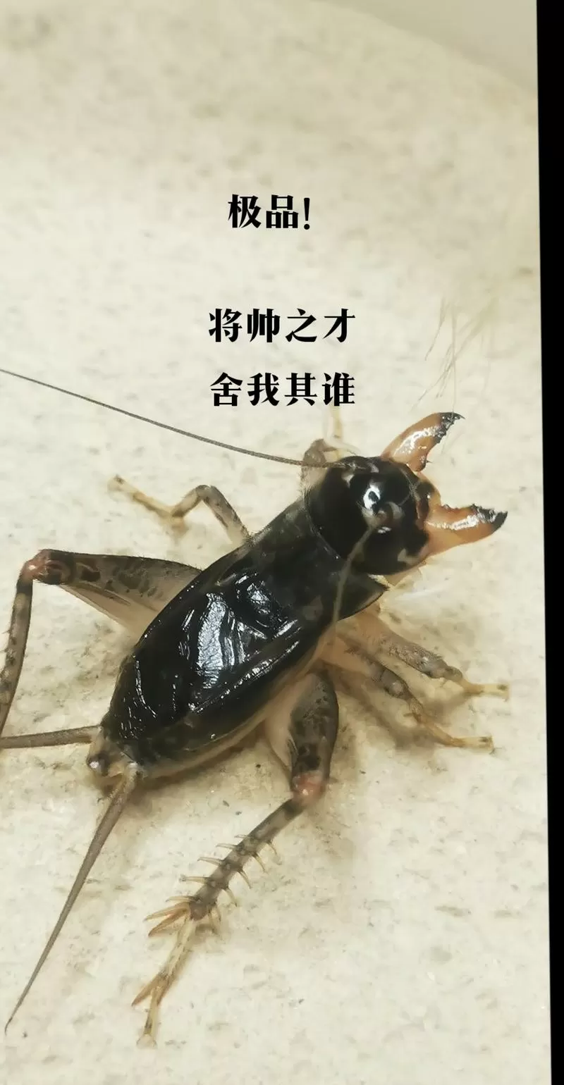 蛐蛐也疯狂神品蛐蛐哪个厉害缩略图
