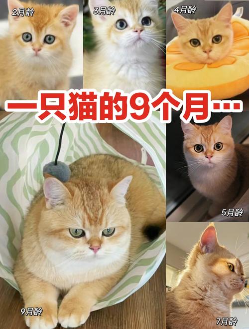 猫咪成长记赚钱版缩略图