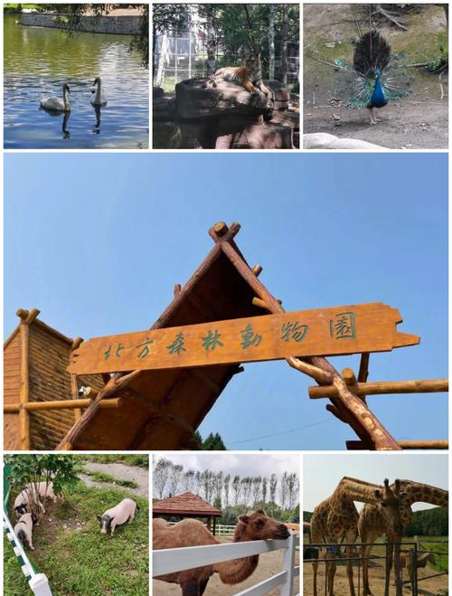 森林乐园红包版缩略图