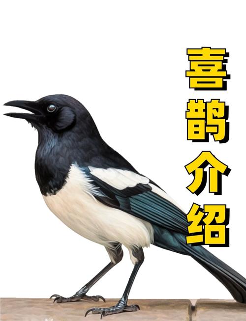 喜鹊短视频官方版