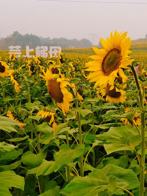 葵花转(阅读转发赚钱)游戏截图