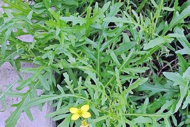 芝麻菜图标