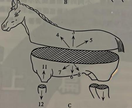 矢状是什么形状游戏截图