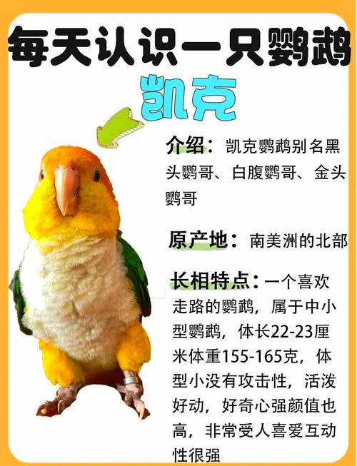 鹦鹉语音翻译软件