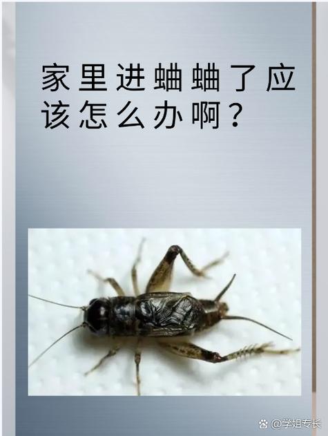 有蛐蛐儿进家门是什么意思