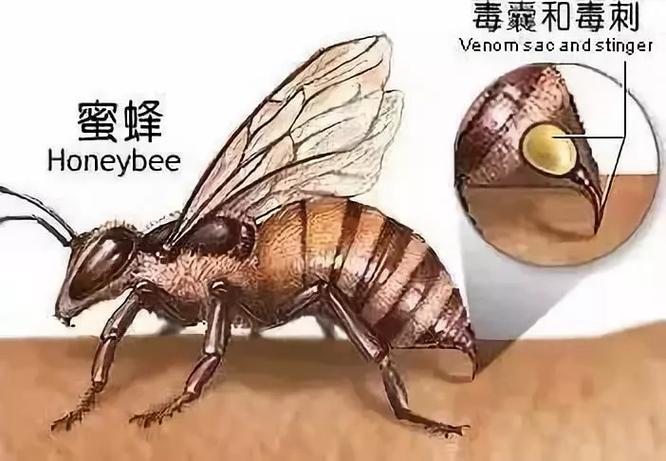 手被蜜蜂咬了还是很红怎么办截图