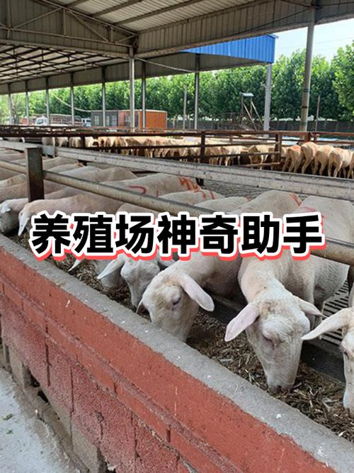 动物养殖场截图