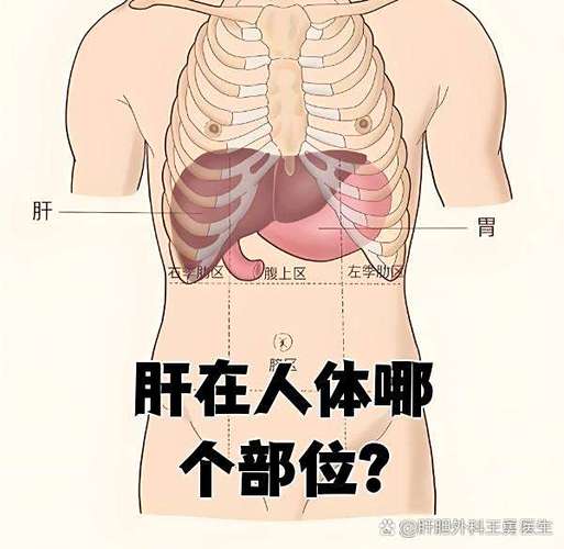 闲置是指身体哪个部位