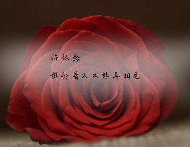 心心念念的唯美句子游戏截图