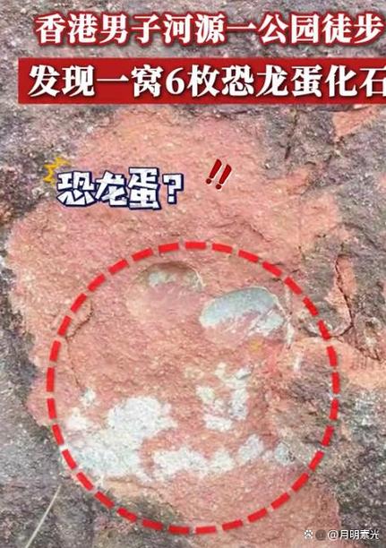 真恐龙蛋1个值多少钱