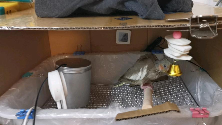 自制玄凤鹦鹉繁殖箱