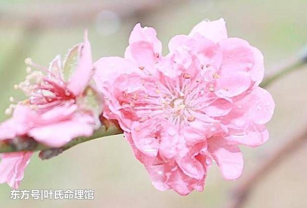 正缘桃花是真爱吗截图