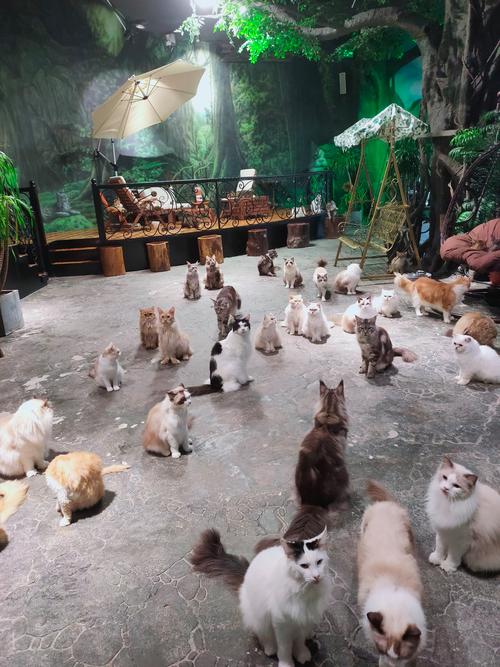 猫趣app下载安装