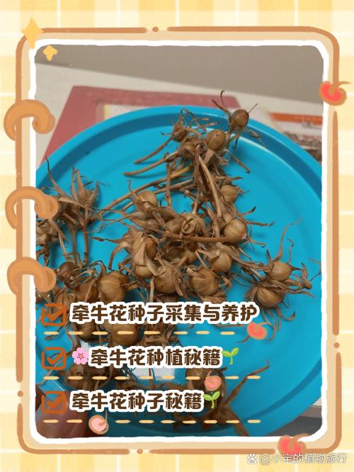 种子搜索神器图标