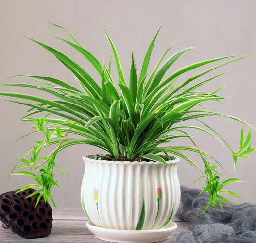 适合室内养的50种花