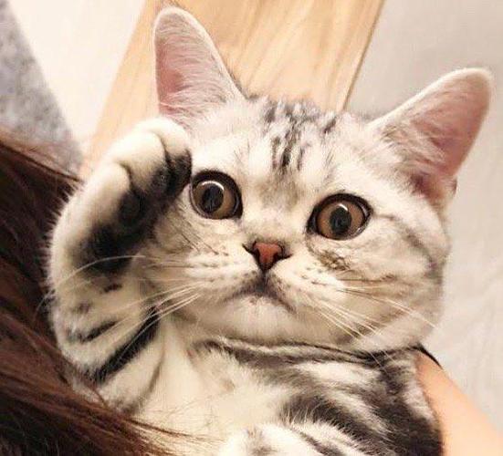 猫咪为什么喜欢和人玩图标