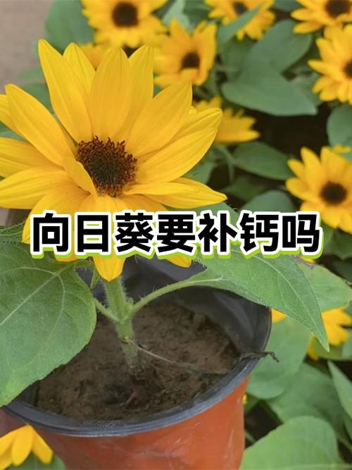 向日葵点击没反应缩略图