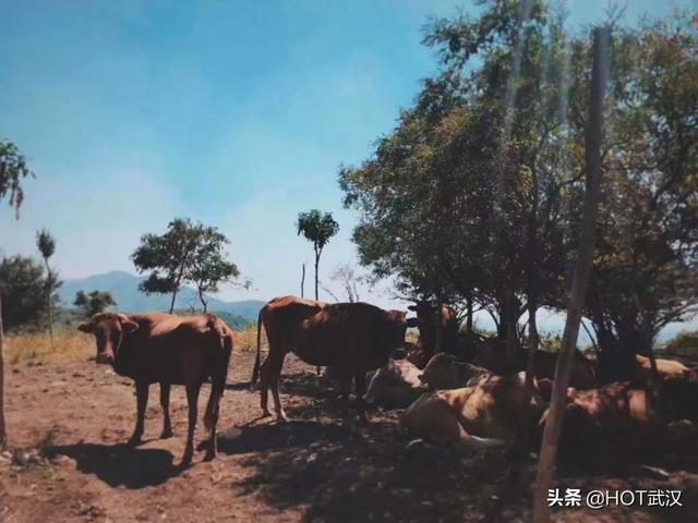 云鸡农场怎么打不开了截图