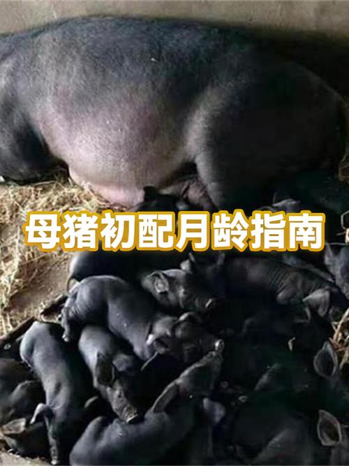 月亮杯不适合哪些人用图标