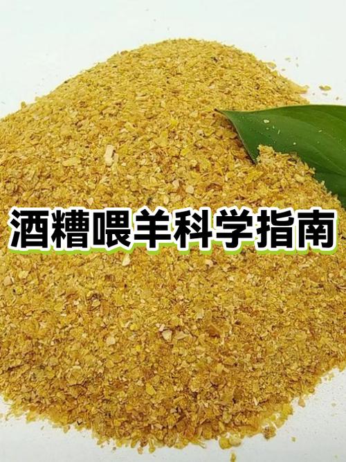 喂羊的正确方法