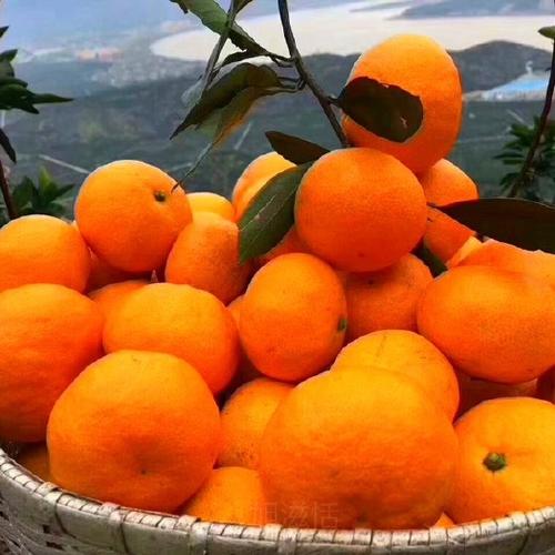 橘子直装安卓版缩略图