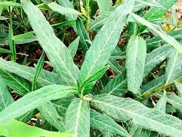 酸溜溜学名