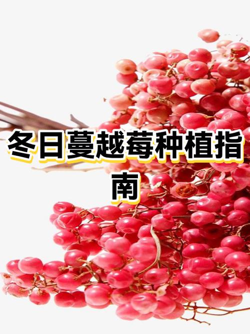 蔓越莓什么时候吃最佳截图