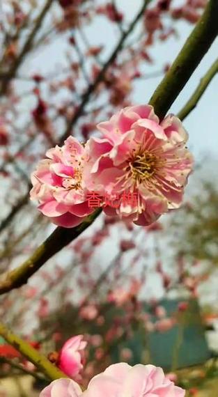 梅花视频app怎么打不开了缩略图