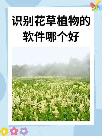 花草识别扫一扫软件截图