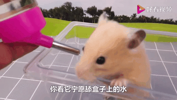 仓鼠身上沾水了怎么办缩略图