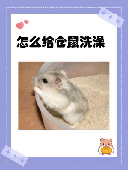 仓鼠不跑跑轮怎么办游戏截图