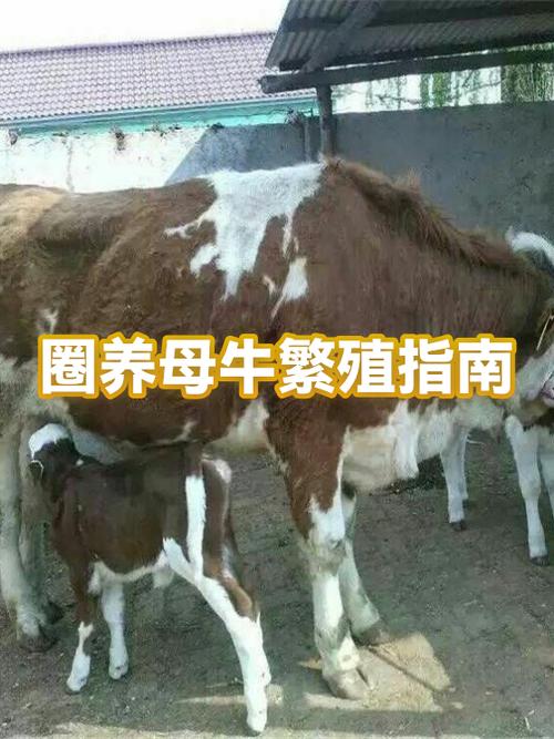 圈养牛的饲养方法截图