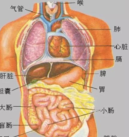 胃在身体哪个位置图片缩略图