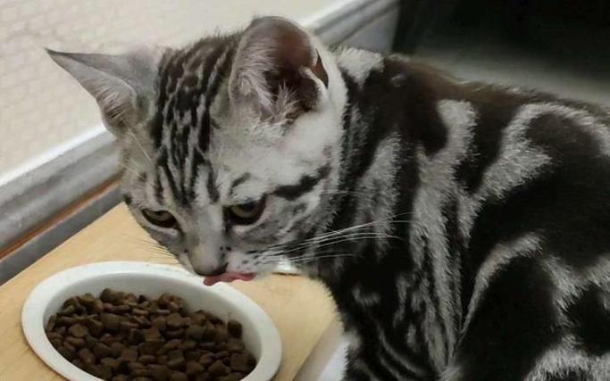 猫不吃饭最快解决方法图标