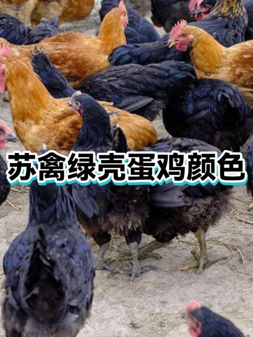 最贵十大绿壳蛋鸡排名截图