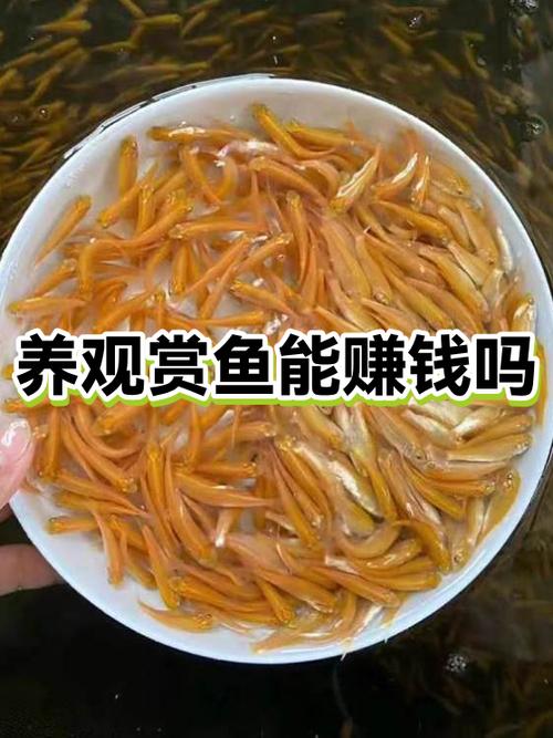 养观赏鱼挣钱不