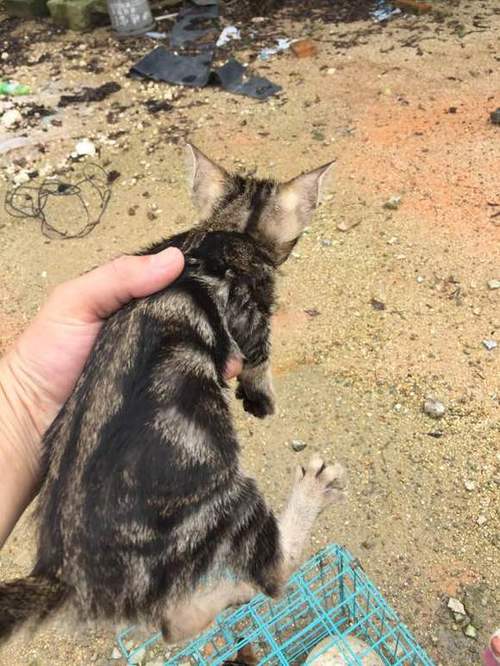 蝴蝶猫图标
