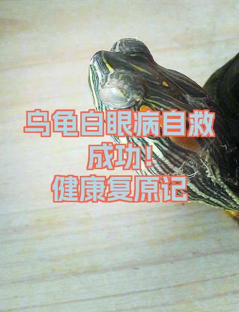 乌龟眼睛有白膜会自愈吗截图
