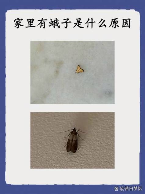 飞蛾怕什么截图
