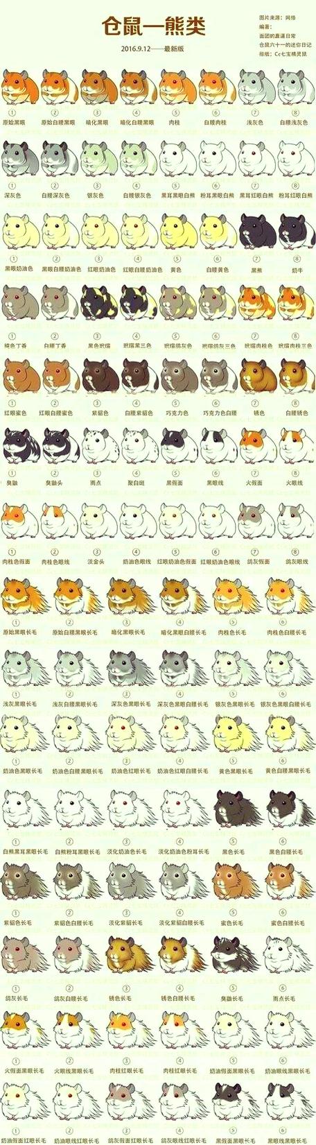 金丝熊怎么喂胖