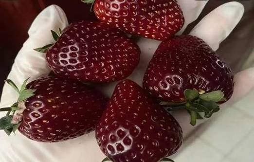 黑草莓好吃吗截图