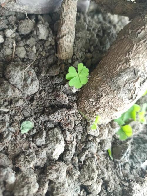 四叶草发芽
