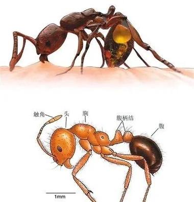 模拟蚂蚁