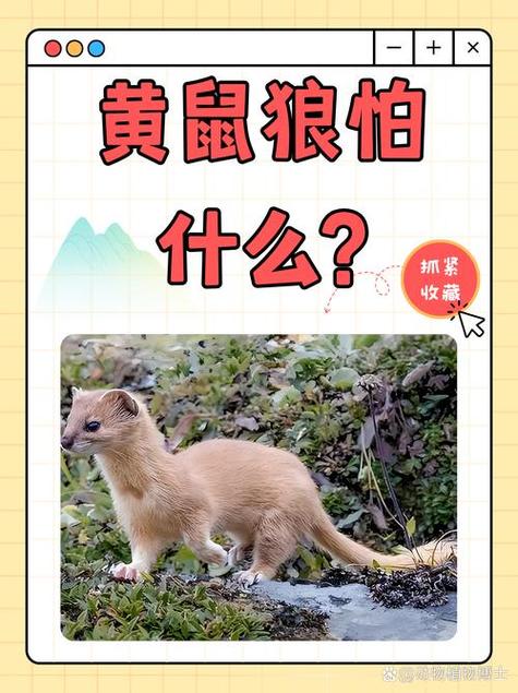 黄鼠狼抗肿瘤有多大功效截图
