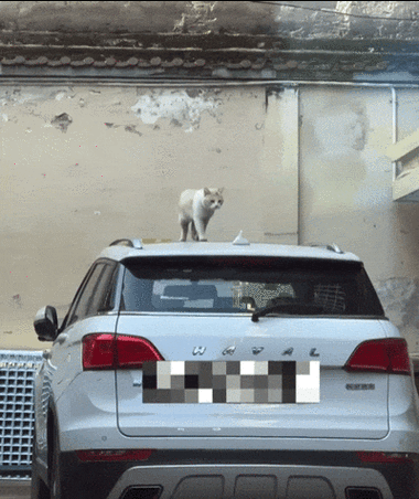 小猫停车 关闭自动缴费图标